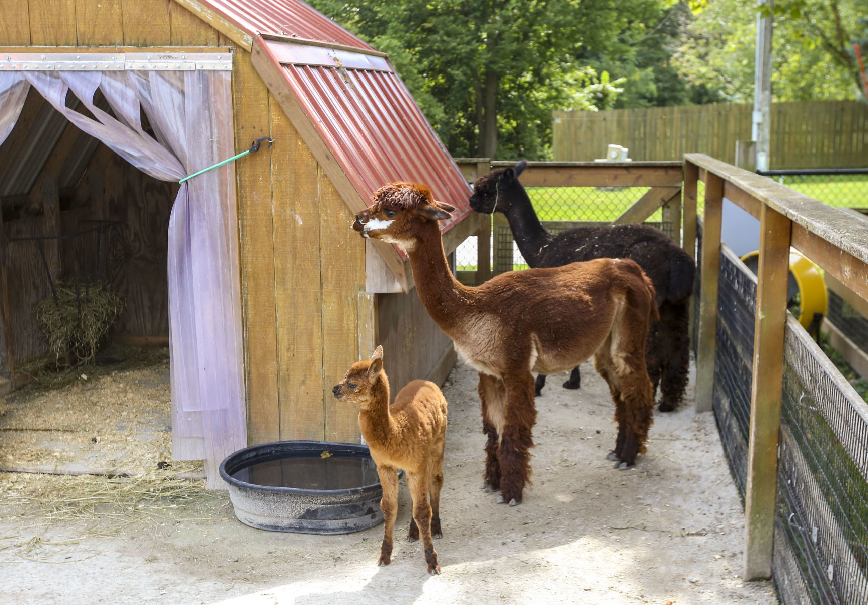 091119-mda-nws-zoobaby-005